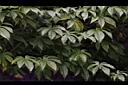 木玫瑰30.JPG