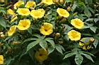 木玫瑰-花02.jpg