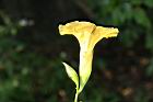 木玫瑰-花06.jpg