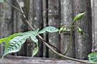 木玫瑰-花苞00.jpg