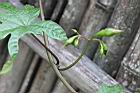 木玫瑰-花苞01.jpg