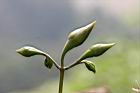木玫瑰-花苞03.jpg