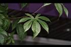 木玫瑰-葉07.JPG