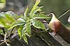木玫瑰-青實08.jpg