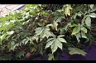 木玫瑰25.JPG