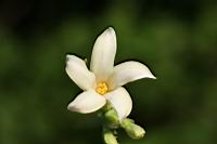 木瓜-雄花01.jpg
