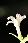 木瓜-雄花02.jpg
