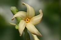 木瓜-雄花03.jpg