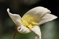 木瓜-雌花01.jpg