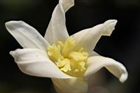 木瓜-雌花03.jpg