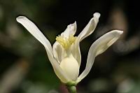 木瓜-雌花04.jpg