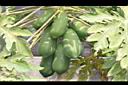 木瓜-實23.JPG