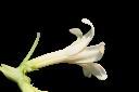 木瓜-雄花10.jpg