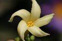 木瓜-雄花22.jpg