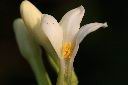 木瓜-雄蕊08.jpg