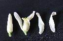 雌蕊-花瓣2.jpg