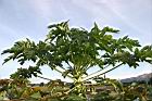 木瓜-葉03.jpg