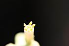 木瓜-雄蕊00.jpg