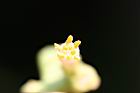 木瓜-雄蕊02.jpg