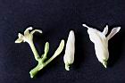 木瓜-雌雄蕊0.jpg