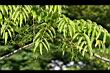 山漆-花苞0.jpg
