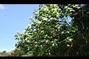 木芙蓉-永定1.JPG