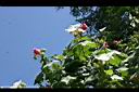 木芙蓉-永定2.JPG