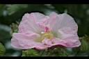 木芙蓉-花3.JPG