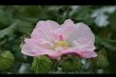 木芙蓉-花5.JPG