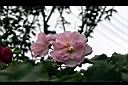 木芙蓉-花6.JPG