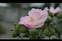 木芙蓉-花7.JPG