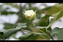 木芙蓉-花苞6.JPG
