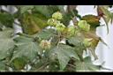 木芙蓉-花苞8.JPG