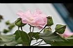 木芙蓉-花2.JPG