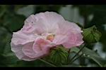 木芙蓉-花4.JPG