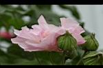 木芙蓉-花9.JPG
