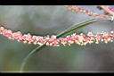 木苧麻-花0.jpg