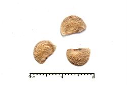 木荷-種子06.JPG