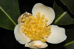 木荷-花蕊00.JPG