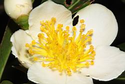 木荷-花蕊08.JPG