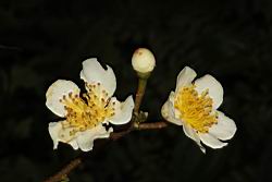 木荷-花15.JPG