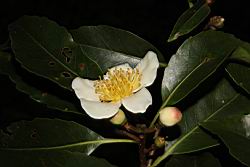 木荷-花16.JPG