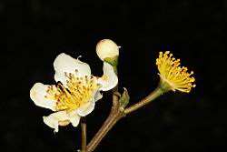 木荷-花17.JPG