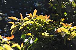 木荷-幼葉00.JPG