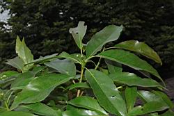 木荷-葉05.JPG