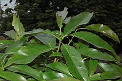 木荷-葉02.JPG