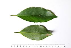 木荷-葉08.JPG