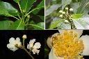 木荷-花1.jpg