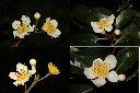 木荷-花2.jpg