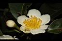 木荷-花20.JPG
